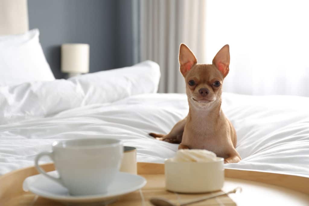 Chihuahua with coffee on a bed