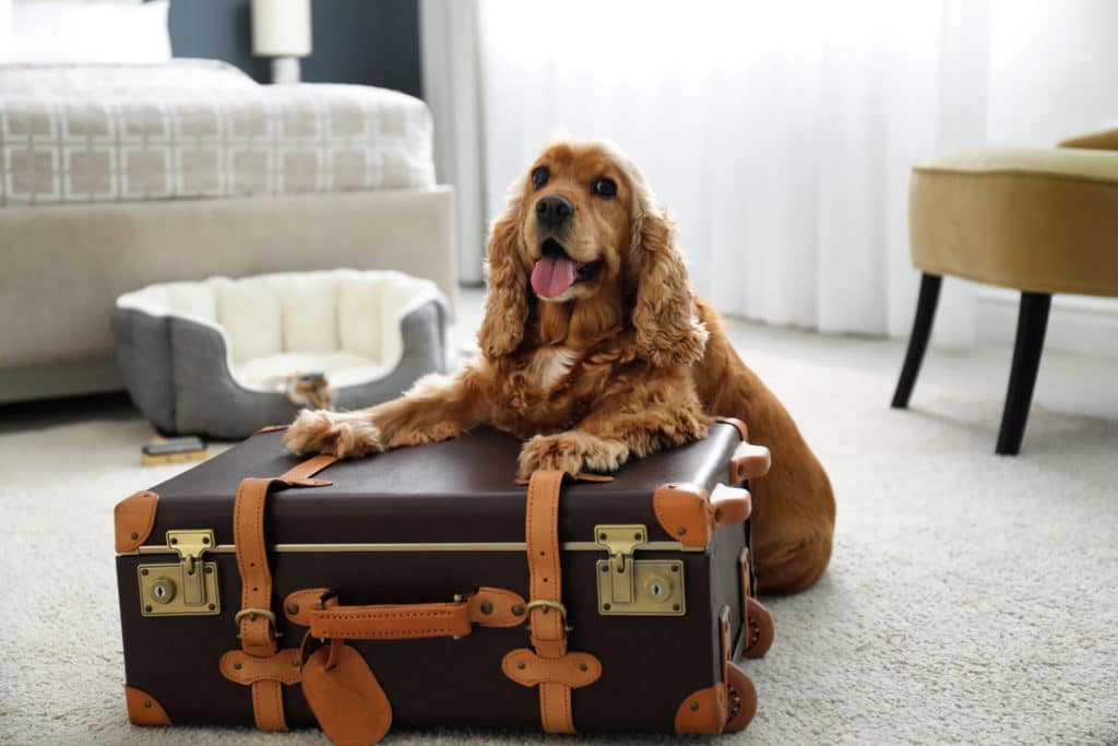 Cocker spaniel with suitcase