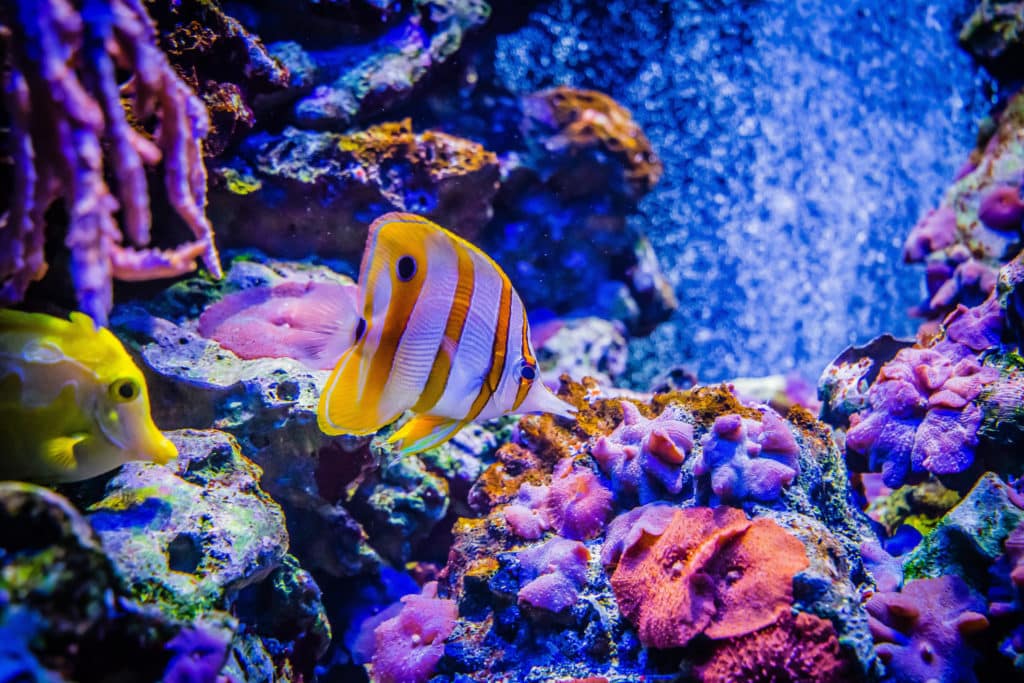fish swimming in an aquarium