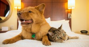 a dog and cat on a bed at one of the pet-friendly hotels on the Strip