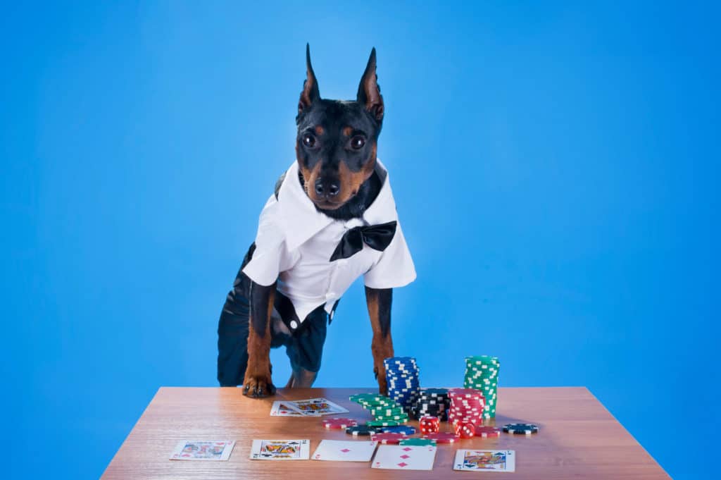a dog in a shirt and bow tie with poker chips