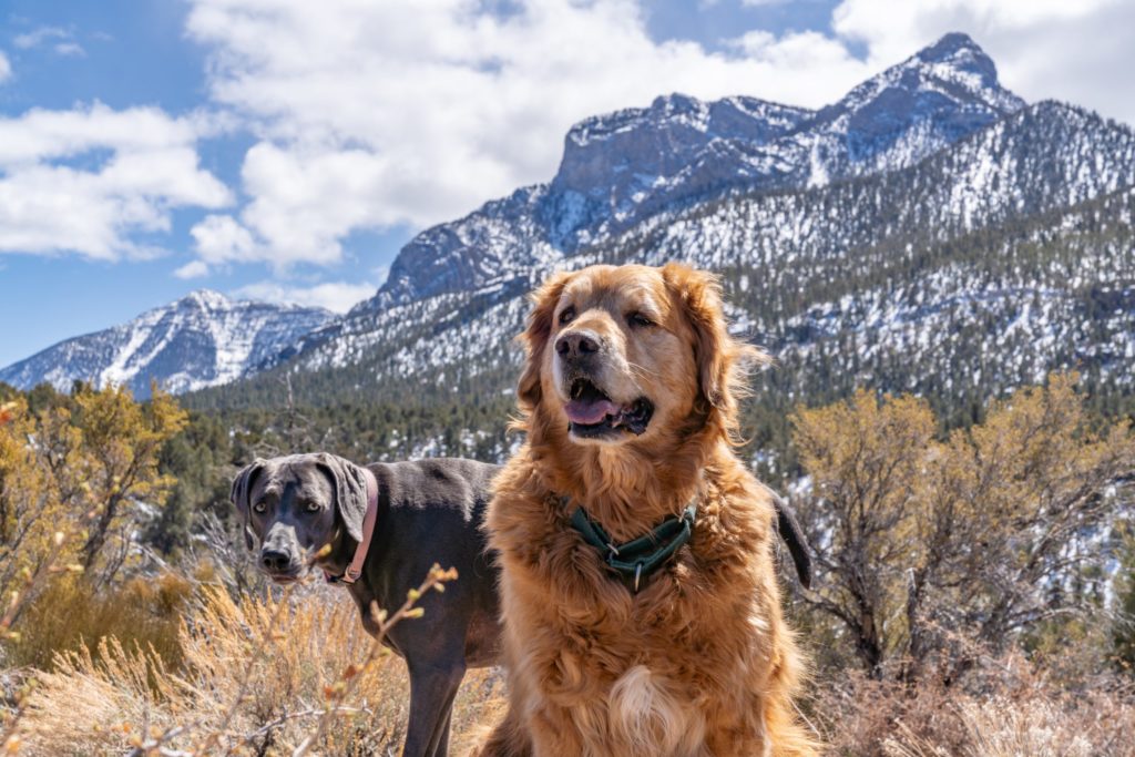 Two dogs at Mount Charleston