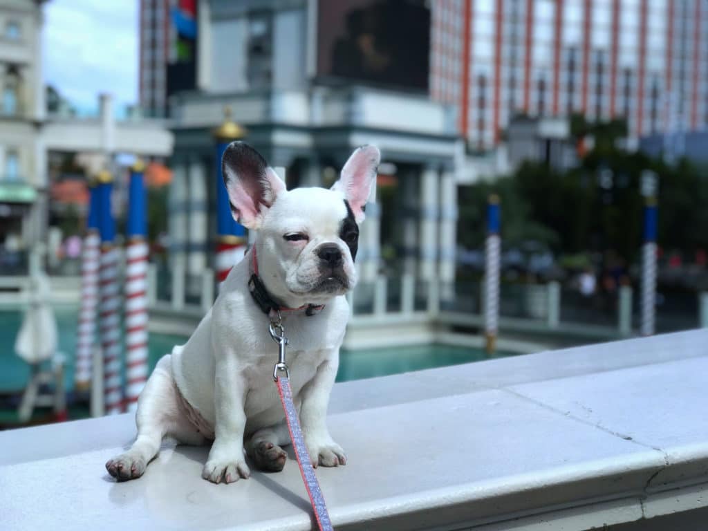a French bulldog in front of the Venetian outdoor gondolas