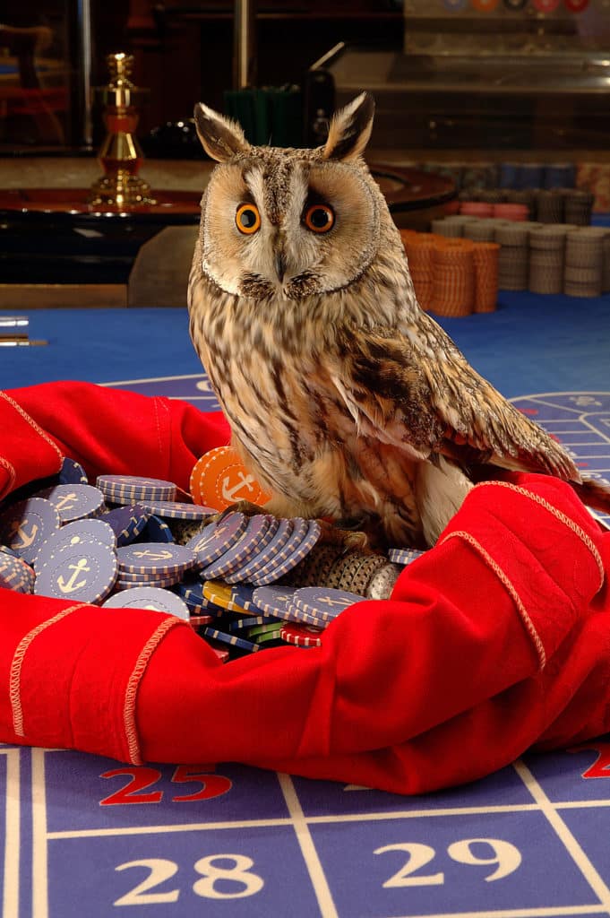 owl with poker chips on a felt blanket