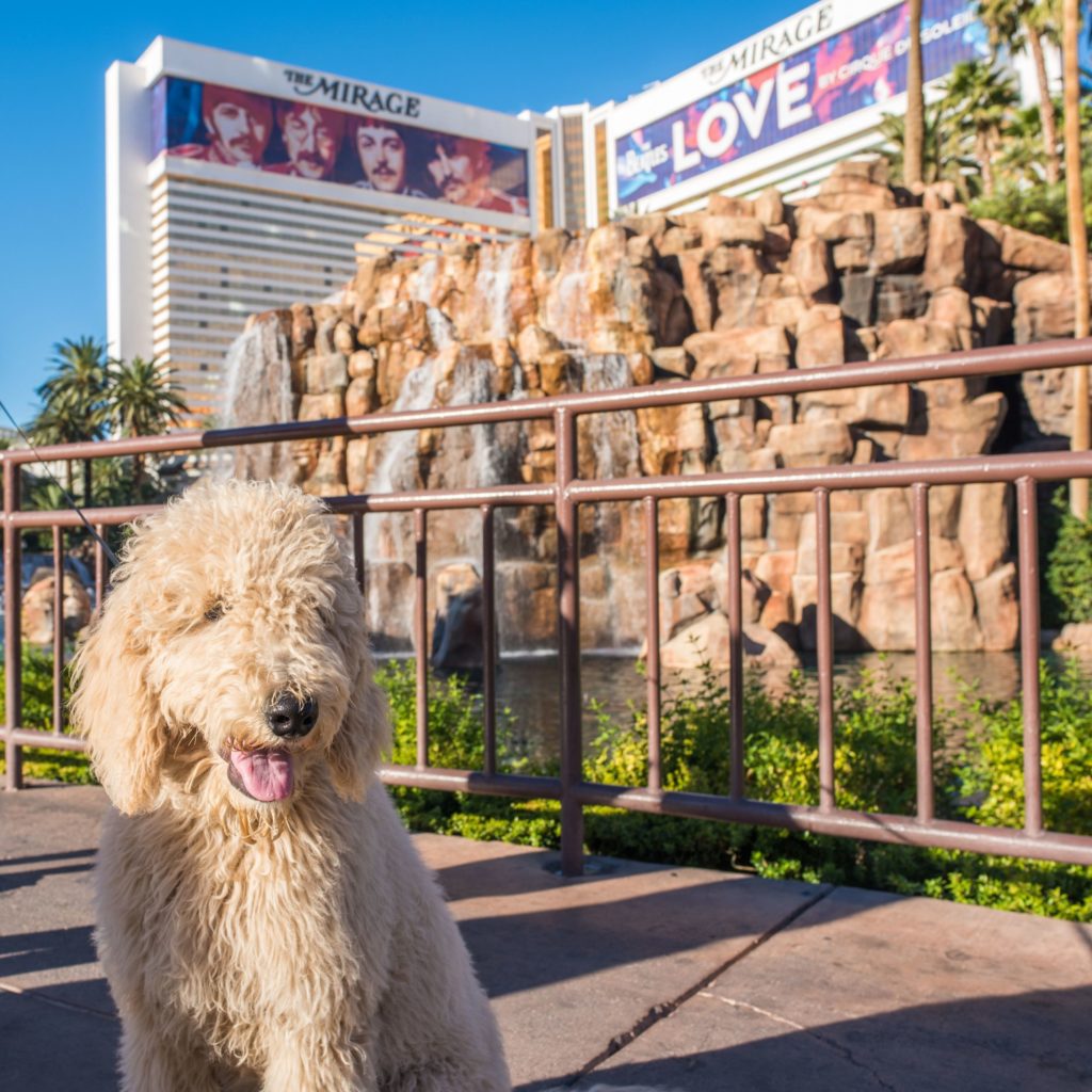 Poodle in front of The Mirage