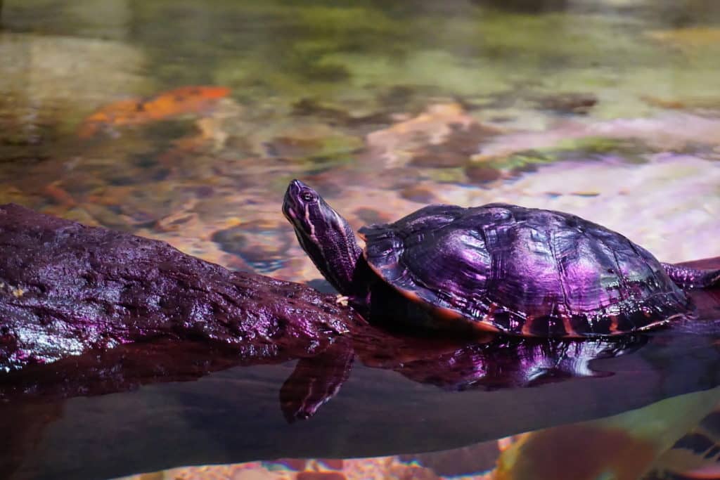 purple-hued sea turtle at SeaQuest Las Vegas