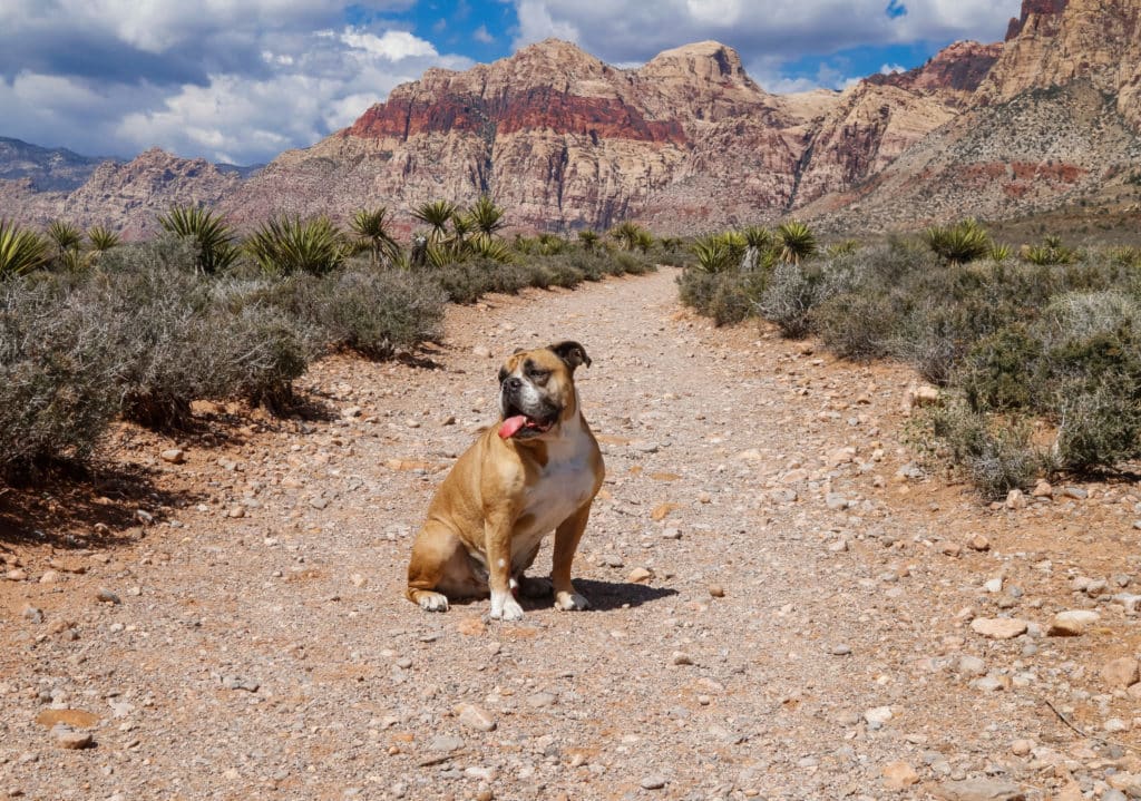 a dog on the trail at Red Rock