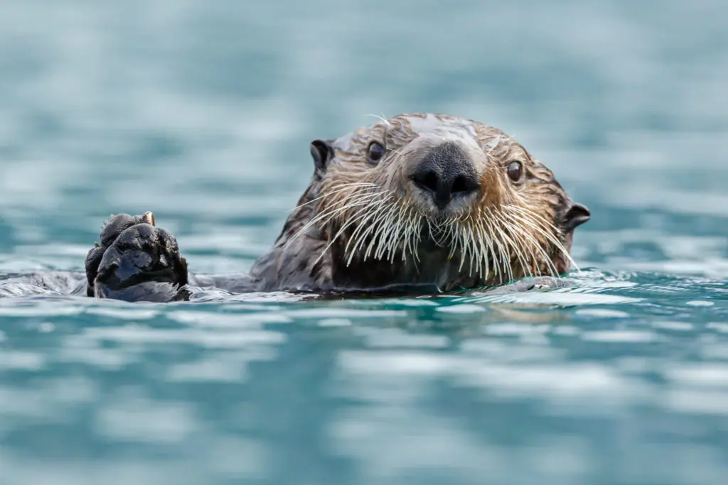 an otter waving in water