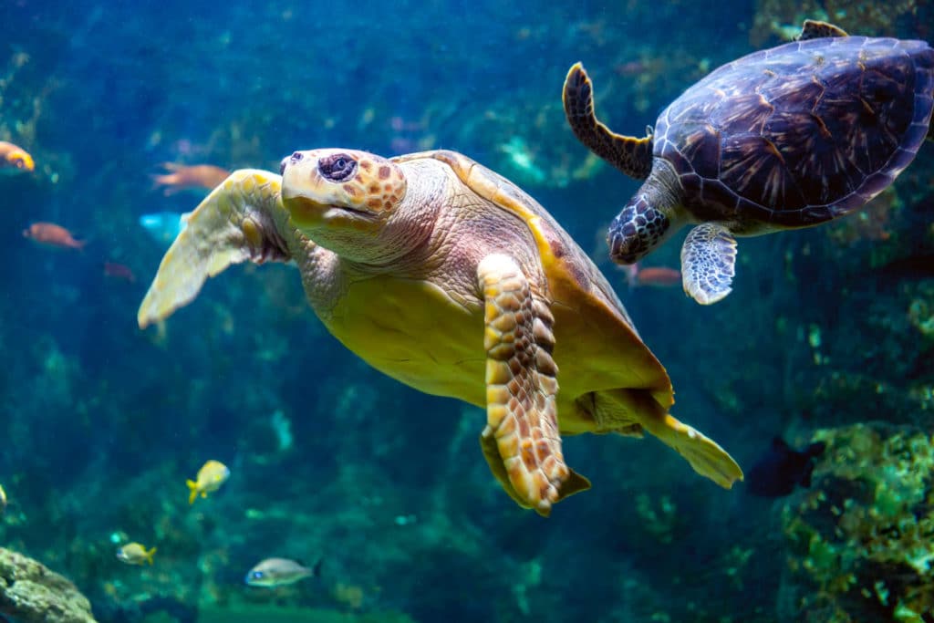 two sea turtles swimming