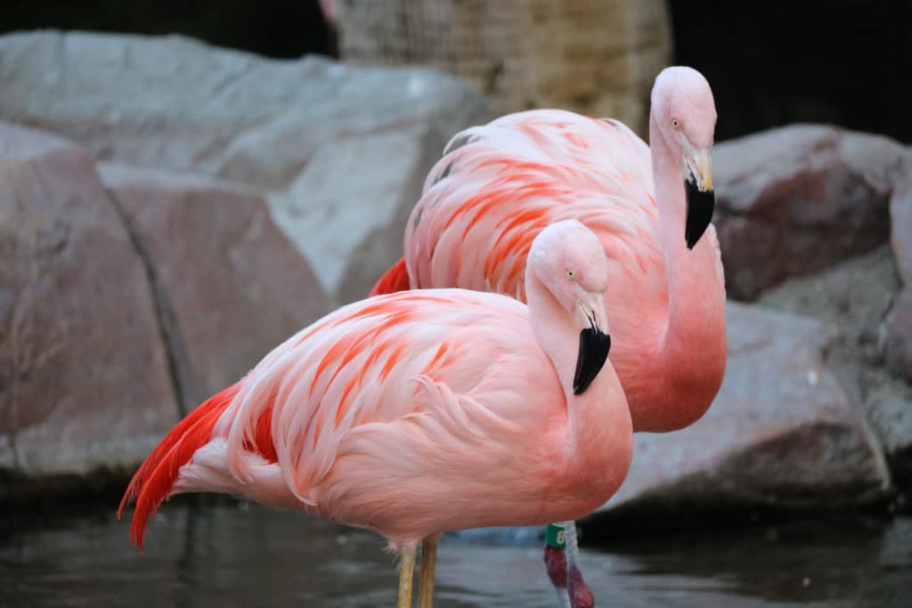 two flamingoes at the Flamingo Wildlife Habitat