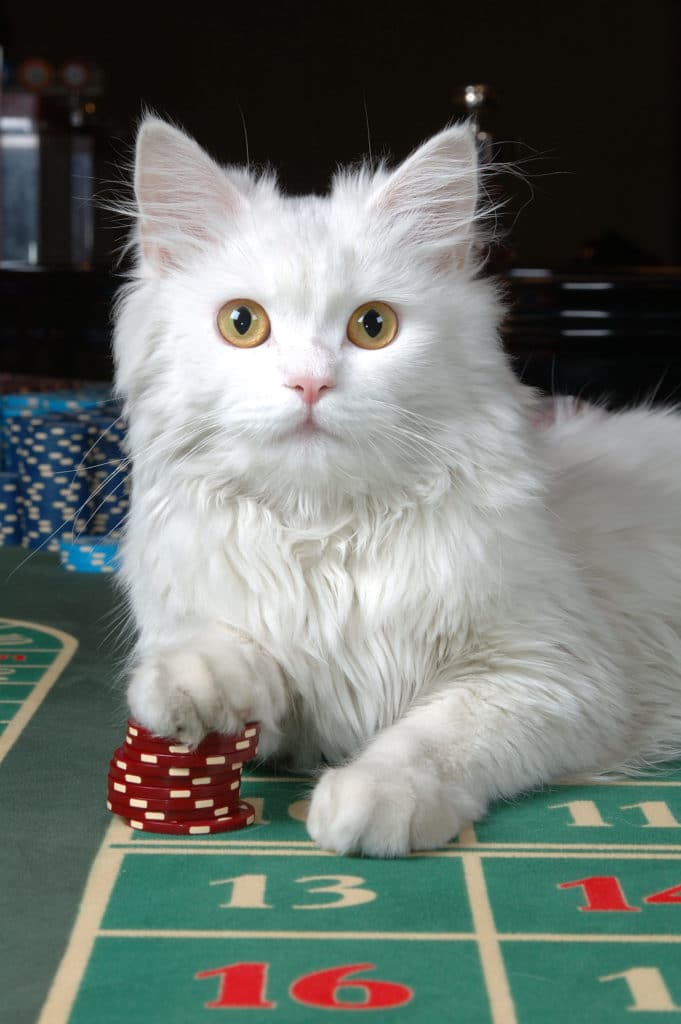 cat with poker chips on a felt table
