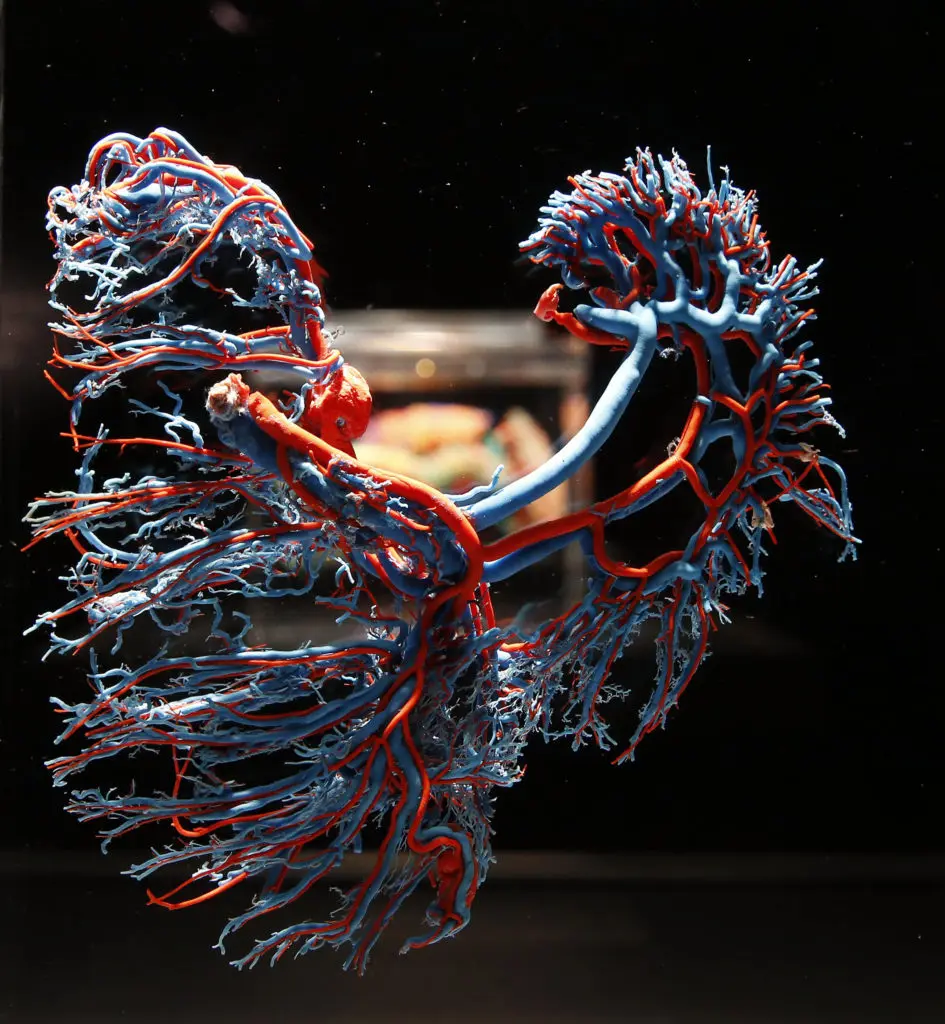 lung sculpture at Real Bodies