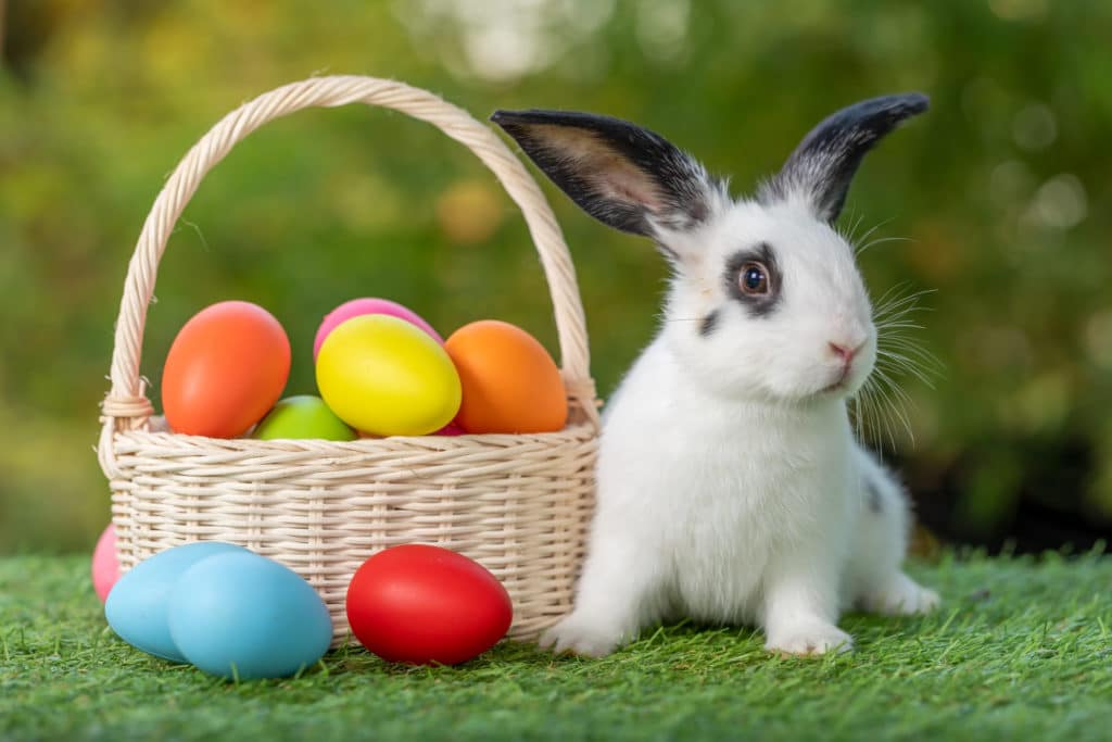a black and white Easter bunny with multicolored eggs in a basket