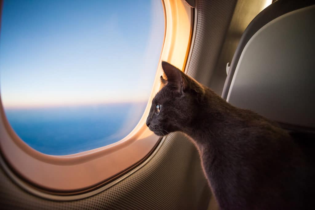 cat staring out an airplane window over the ocean