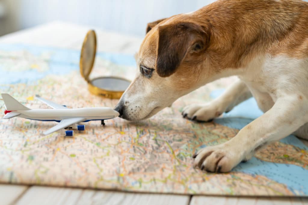 small dog standing on a map sniffing a toy airplane next to a compass