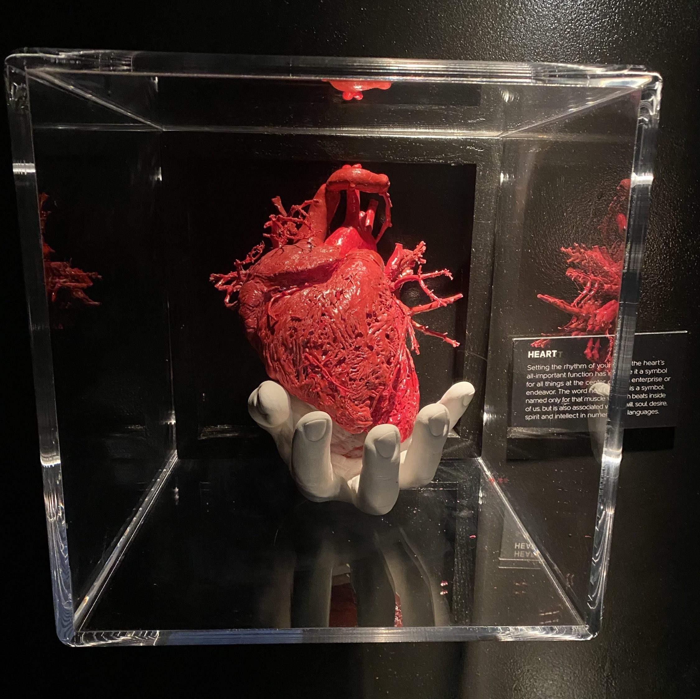 a hand holding a preserved heart at REAL BODIES