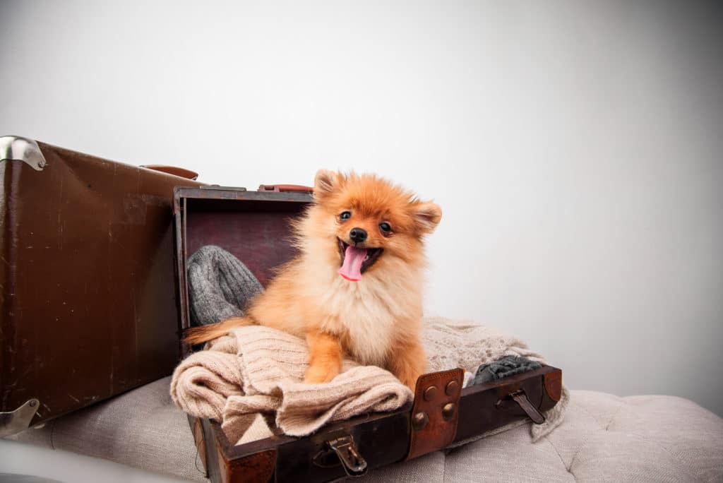 small happy dog sitting in an open suitcase on a chaise lounge