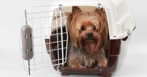 A small dog sitting inside a pet carrier, ready to travel.