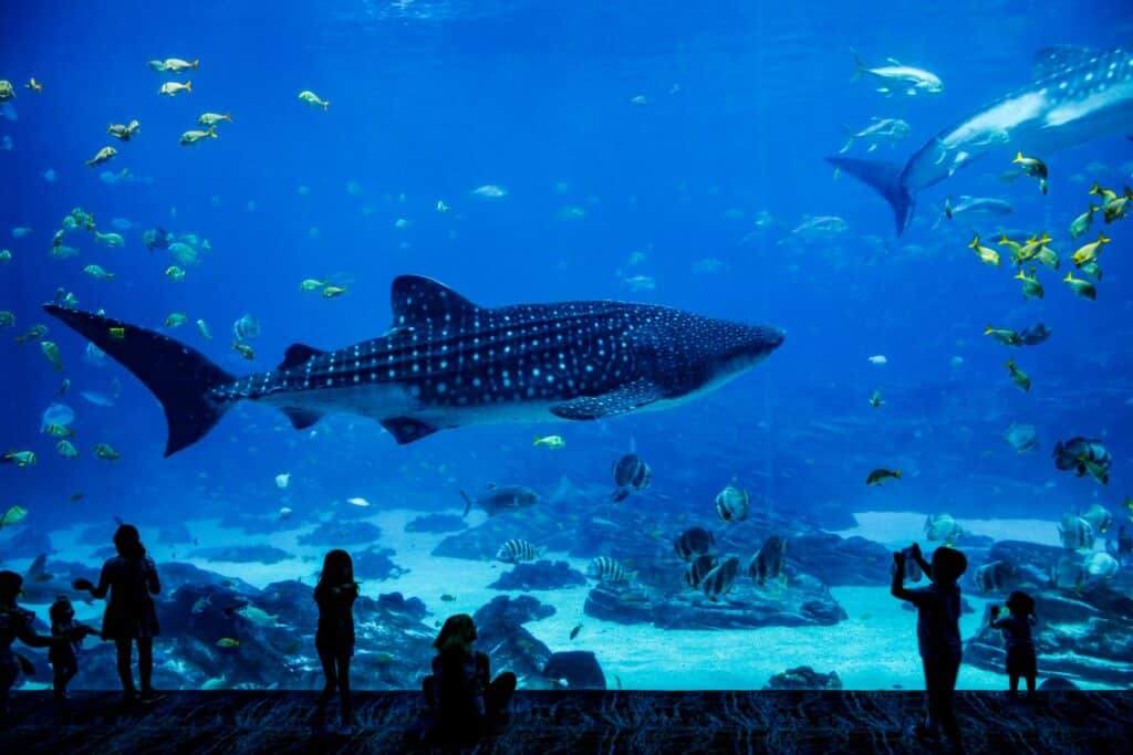 A shark in an aquarium tank