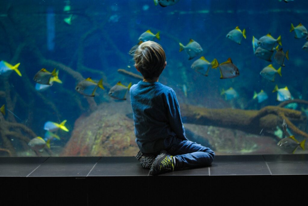A boy looking into an aquarium tank