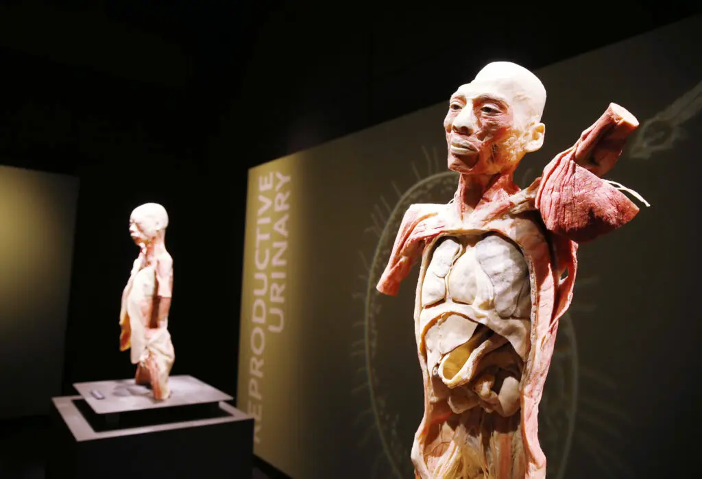 one of the things to do in Las Vegas, BODIES: The Exhibition