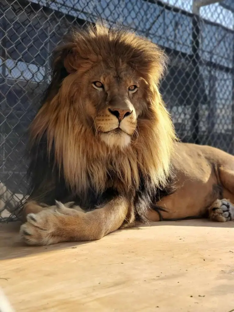 lion at the Lion Habitat Ranch in Henderson, Nevada