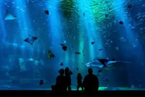 A family in silhouette in front of an aquarium tank