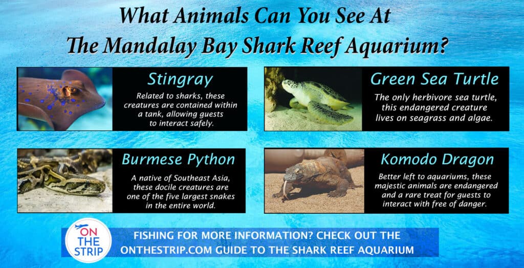 Shark Reef Aquarium at Mandalay Bay in Las Vegas - Cost, When to