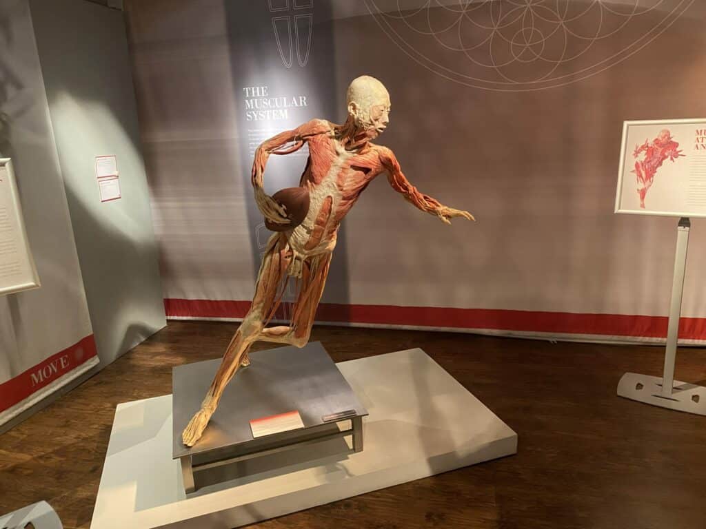 cadaver holding a football in a running pose