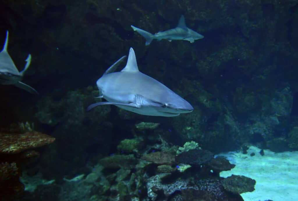sharks swimming around the Reef Aquarium inside Mandalay Bay