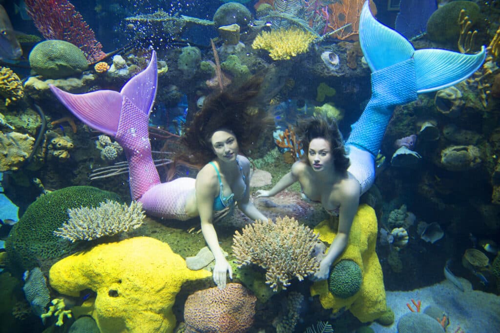mermaids inside a tank at Silverton Casino