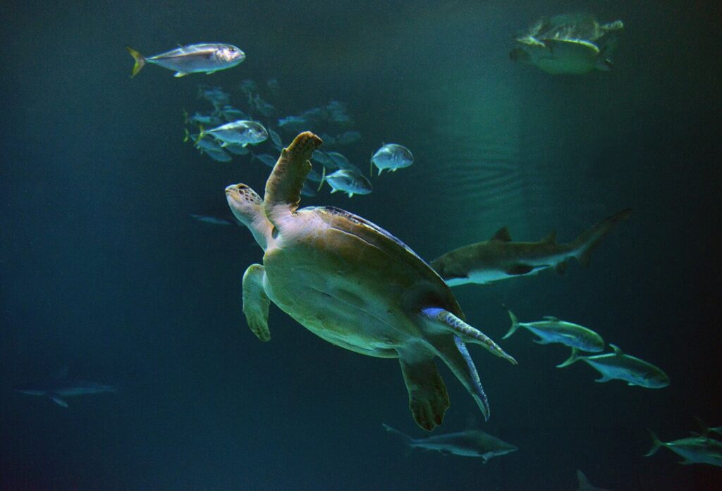 A sea turtle swimming among fish at the Mandalay Bay Shark Reef Aquarium